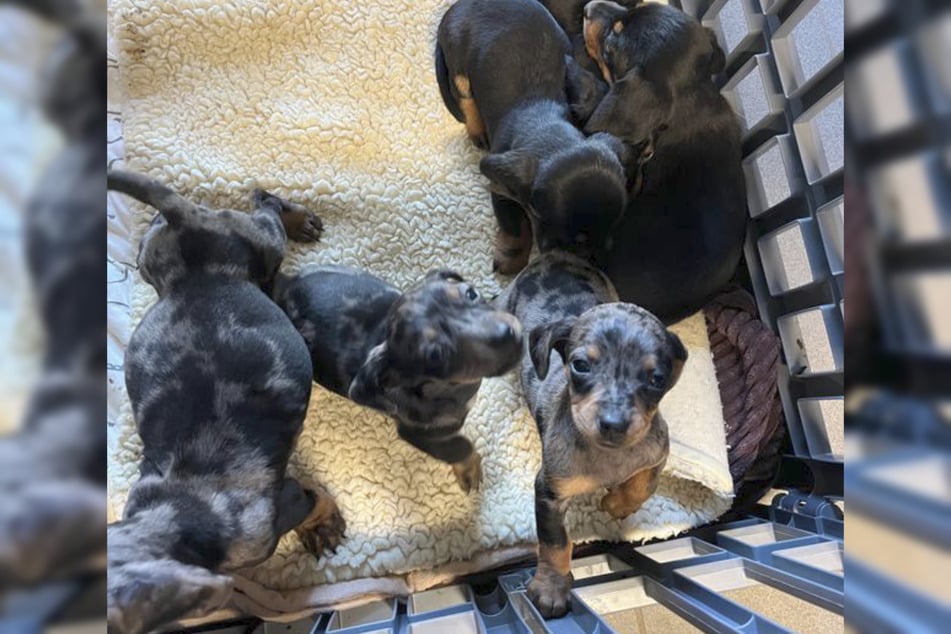 Dank aufmerksamer Jungs konnten die Babys dem Tierschutz übergeben werden.