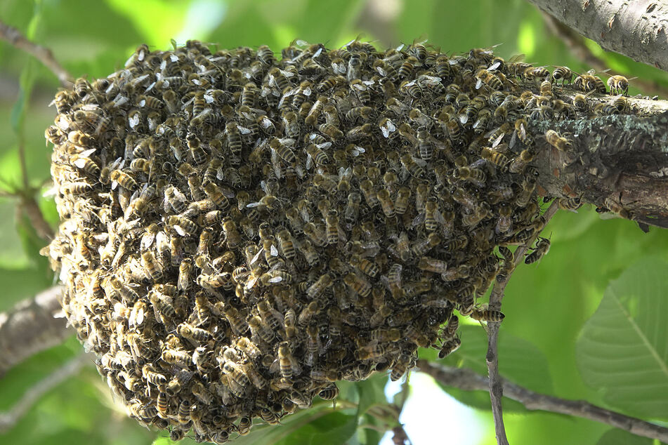 Der Bienenschwarm hatte sich in einem Baum auf dem Sonnenberg niedergelassen.