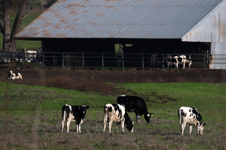 The CDC has reported 65 confirmed human cases of bird flu in the US in 2024, with more likely going undetected among dairy and poultry workers.