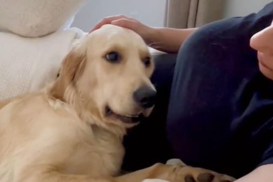 Golden-Retriever-Mädchen Winnie hat begriffen, was mit ihrem Frauchen los ist.