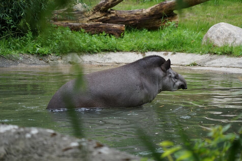 Auch Tapir-Dame Yamari nutzte die erste Gelegenheit, um in dem neuen Teich schwimmen zu gehen.