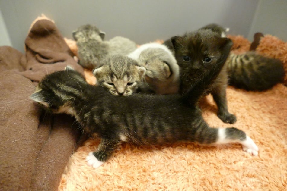 Erstmal strecken! Die Katzenbabys sollen ab Ende Juni vermittelt werden.