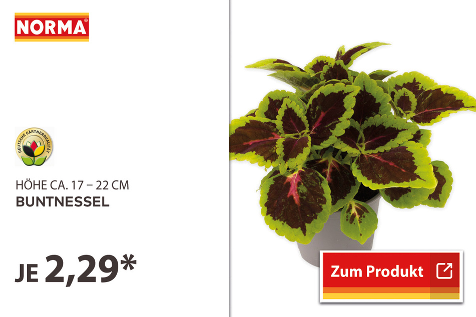 Buntnessel für 2,29 Euro