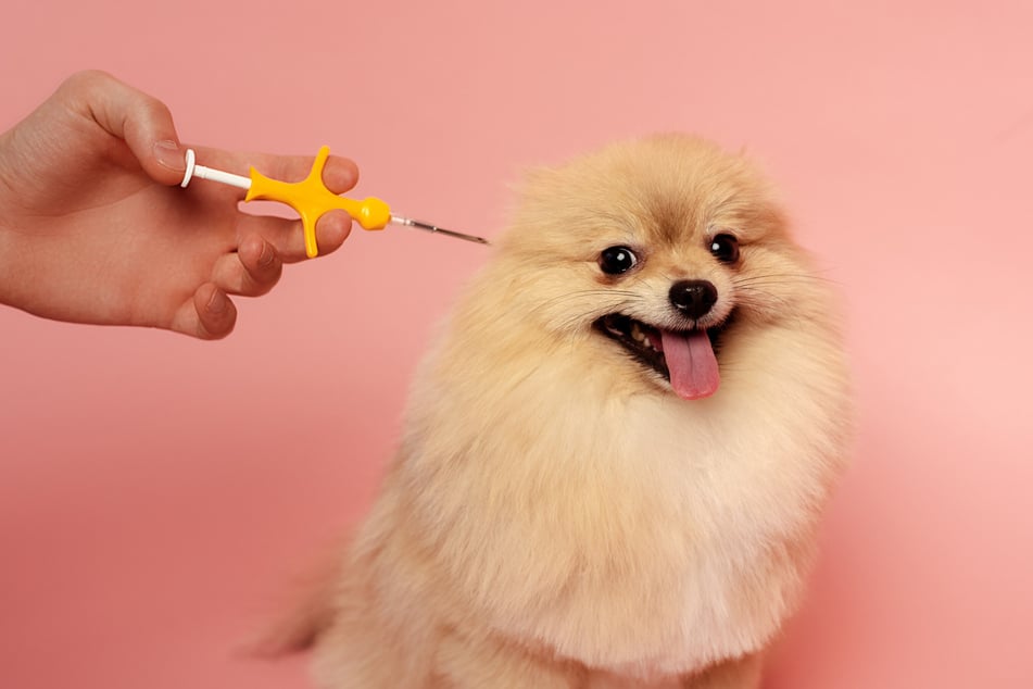 You should certainly get your dog microchipped, but is it mandatory?