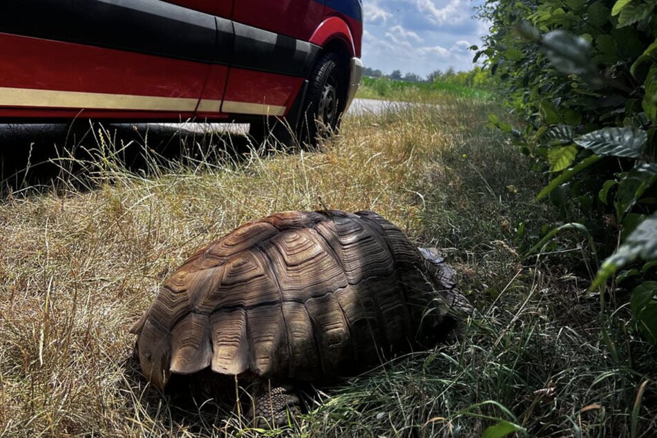 Die Tierretter der Augsburger Feuerwehr kümmerten sich um die Schildkröte.