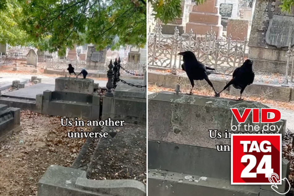 Today's Viral Video of the Day features an adorably emotional moment between two crows that a woman caught on camera!