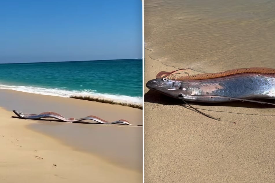 Zwei große Riemenfische wurden an die Küste von Mexiko angespült.