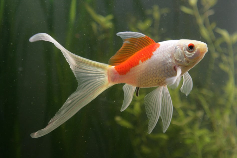 Der 20-Jährige hatte es auf einen Komet-Goldfisch wie diesen abgesehen. Er wird sich wohl schon bald vor Gericht verantworten müssen.