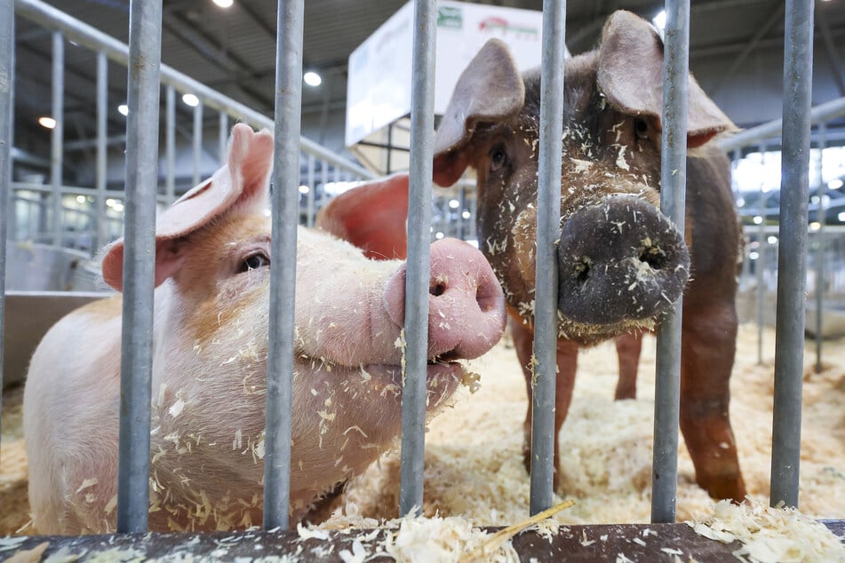Verschiedene Nutztiere werden auf der "agra Landwirtschaftsausstellung" gezeigt.