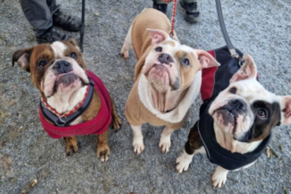 Auch Sheldons Brüder James (M.) und Tom (r.) suchen ein neues Zuhause, sind aber etwas schüchterner.