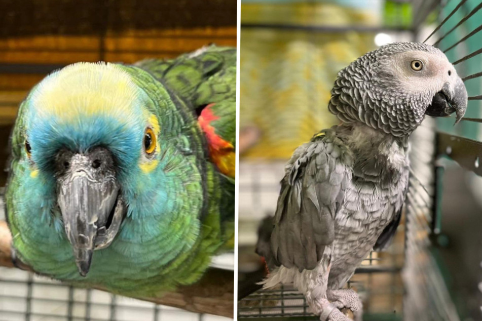 Kunterbunte Papageien aus schlechter Haltung gerettet - jetzt wollen sie in ein neues Leben fliegen