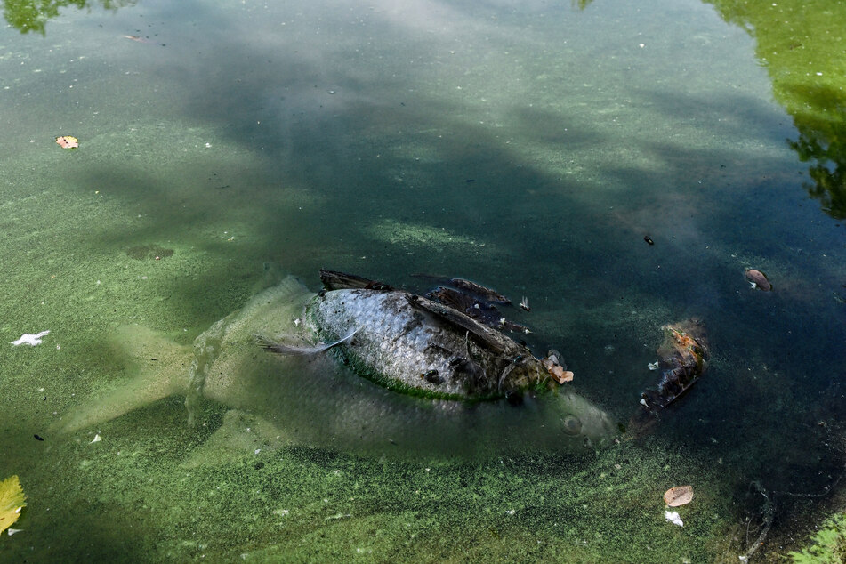 Die toten Fische sorgten bei vielen Park-Besuchern für Verwunderung.