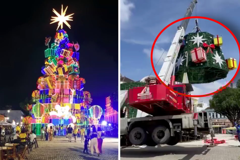 Tragödie in der Vorweihnachtszeit: Arbeiter von Weihnachtsbaum erschlagen