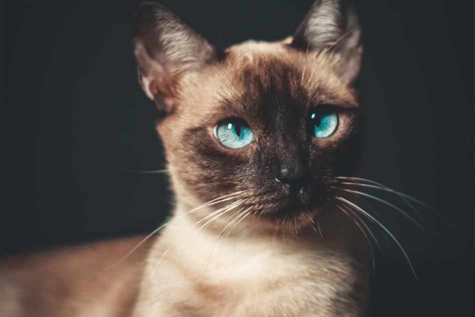 Siamese cats are ridiculously cute, and have an interesting and iconic history.