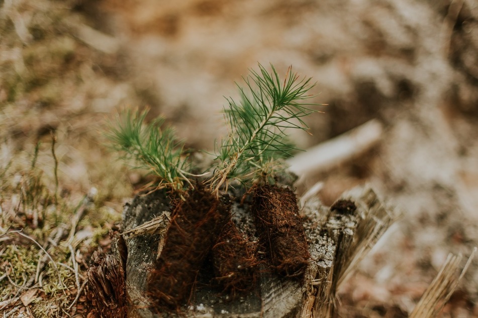 Neu gepflanzte Wälder sollten nicht mehr aus Monokulturen bestehen, da Mischwälder resistenter gegen Klimawandel, Schädlinge und Co. sind (Symbolfoto).