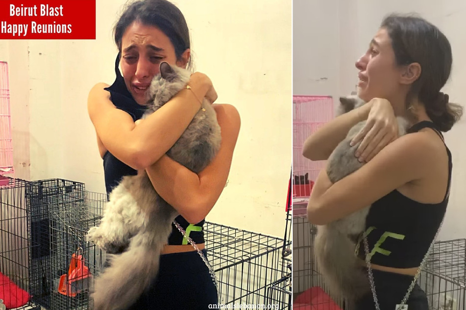 Was für ein Moment! Eine Tierbesitzerin hat ihre Katze wieder, beide sind unglaublich glücklich.