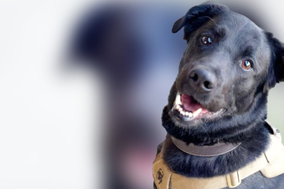 Wunderschöner Labrador-Mix hat Flausen im Kopf: Was Hund Rex jetzt braucht