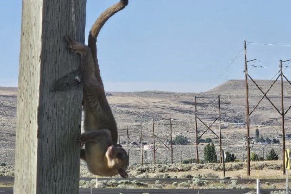 The little climber was taken to a veterinary clinic to be nursed back to health after being discovered in Yakima, Washington.