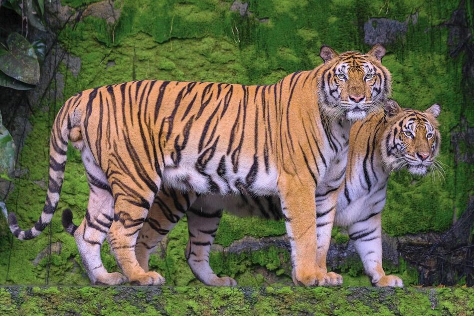 Über 30 Jahre lang gab es im südlich gelegenen Naturreservat keine indonesischen Tiger. Seit letzten Jahr leben dort wieder sechs Raubkatzen, inklusive einer Mutter mit zwei Jungtieren. (Symbolbild)