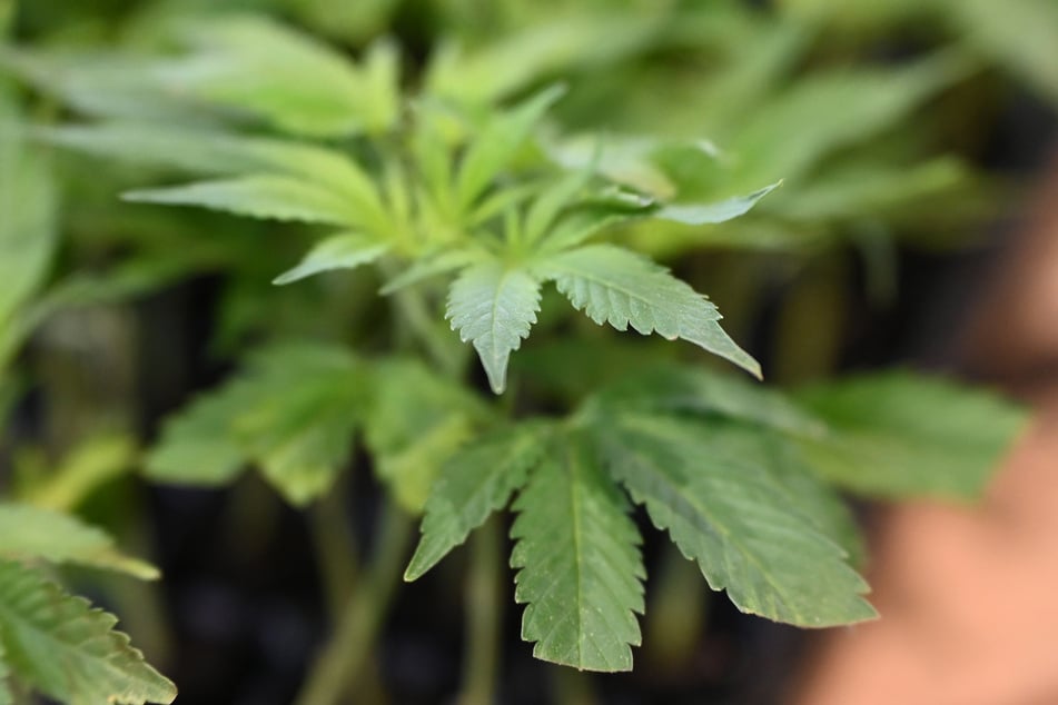 Bei einer Kontrolle auf der Autobahn fand die Polizei über 1000 Cannabissetzlinge. (Symbolbild)