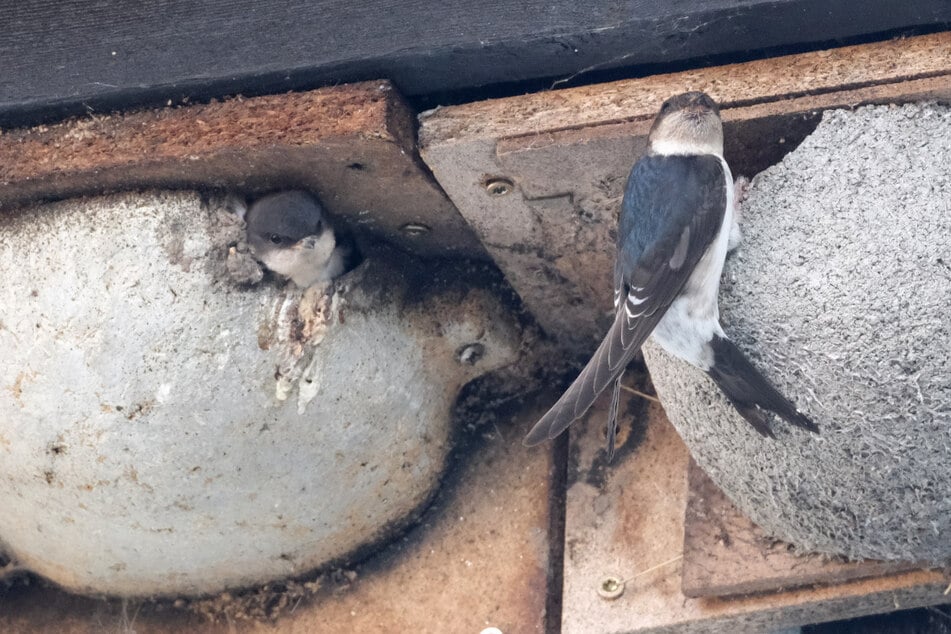 Mehlschwalben an künstlichen Nestern in Grimma. Mit der Aktion "Schwalben willkommen" unterstützt der NABU heimische Schwalbenarten.