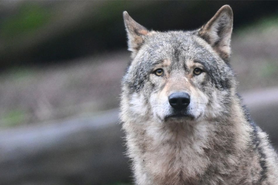 Wölfe: Nachwuchs im Schwarzwald bestätigt: Wolfswelpe in Baden-Württemberg fotografiert