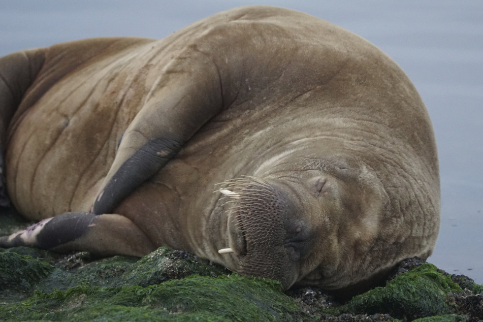 Extrem seltener Gast: Walross scheint es im Wattenmeer zu gefallen