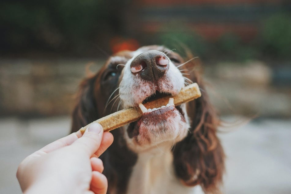 Hunde fressen nicht, wenn sie zu viele Leckerli oder das falsche Futter bekommen.