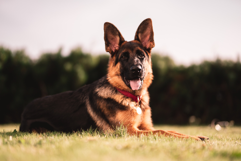 German shepherds are big and proud, just like the USA.