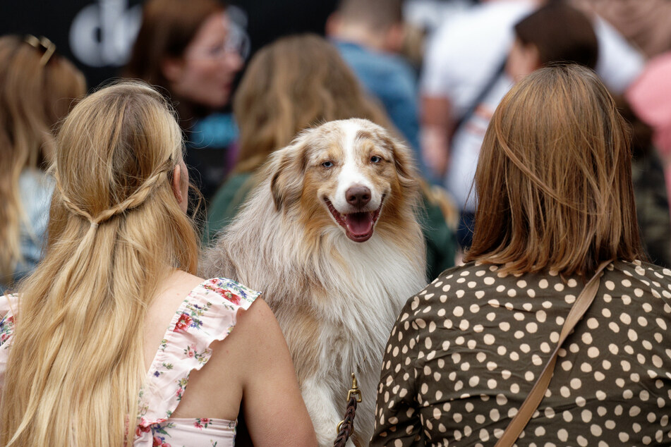 Bei den "German Petfluencer Awards" waren Hunde im Publikum ausdrücklich erwünscht.