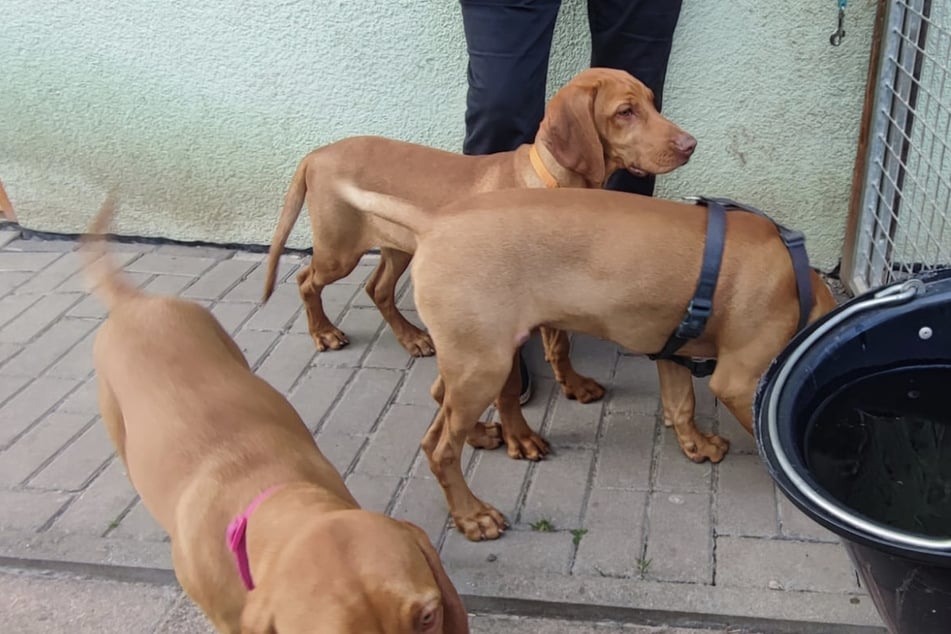 Wilde Odyssee: Drei Welpen an Landstraße ausgesetzt, zwei Tage später aus Tierheim geklaut