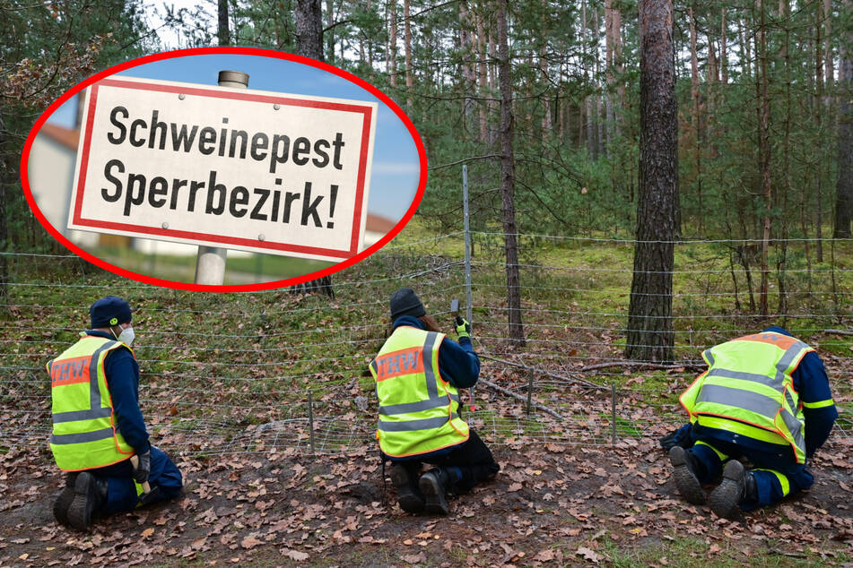 Ein Schutzzaun soll die infizierten Wildschweine in den Sperrbezirken abwehren. THW-Helfer beim Aufbau (Bildmontage).