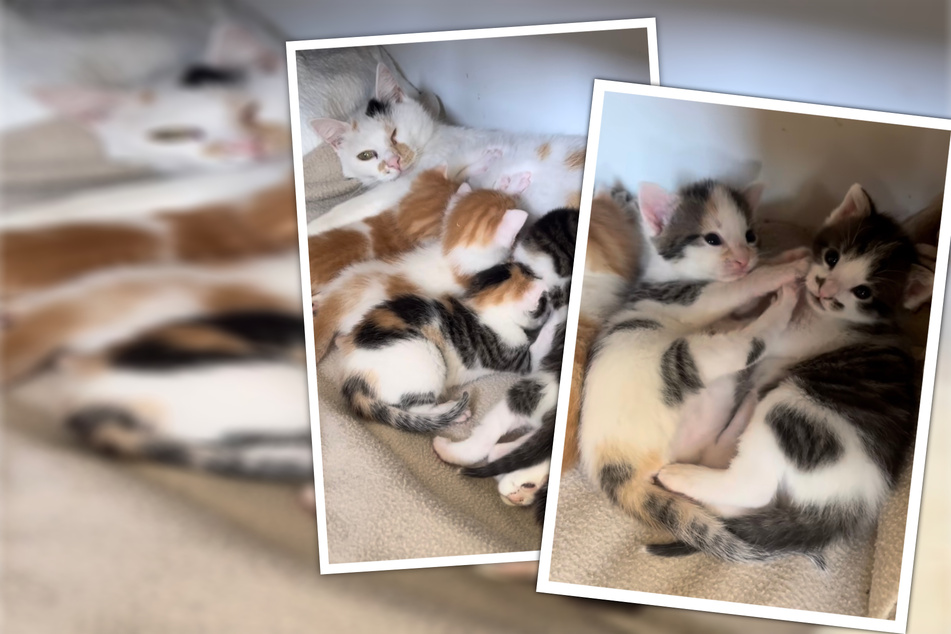 Zähnchen und erste Erkundungen: Kitcats-Kitten werden groß