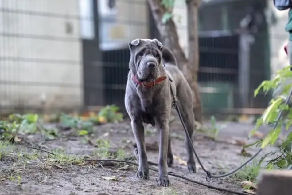 Para otros perros, Mei (6) no muestra interés.