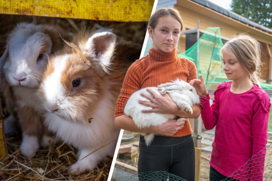 Sächsische Familie geschockt: Tierquäler verstümmelt fünf Kaninchen
