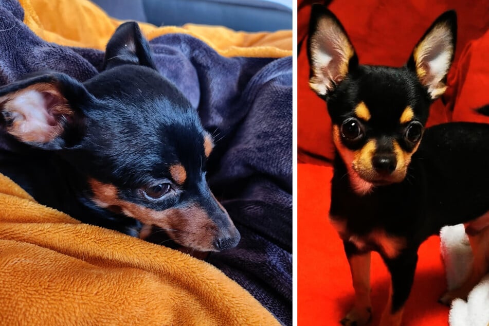 Casey (l.) und Monty leiden an einer Infektion mit Mykoplasmen, die tödlich verlaufen kann. Sie müssen regelmäßig zum Tierarzt.