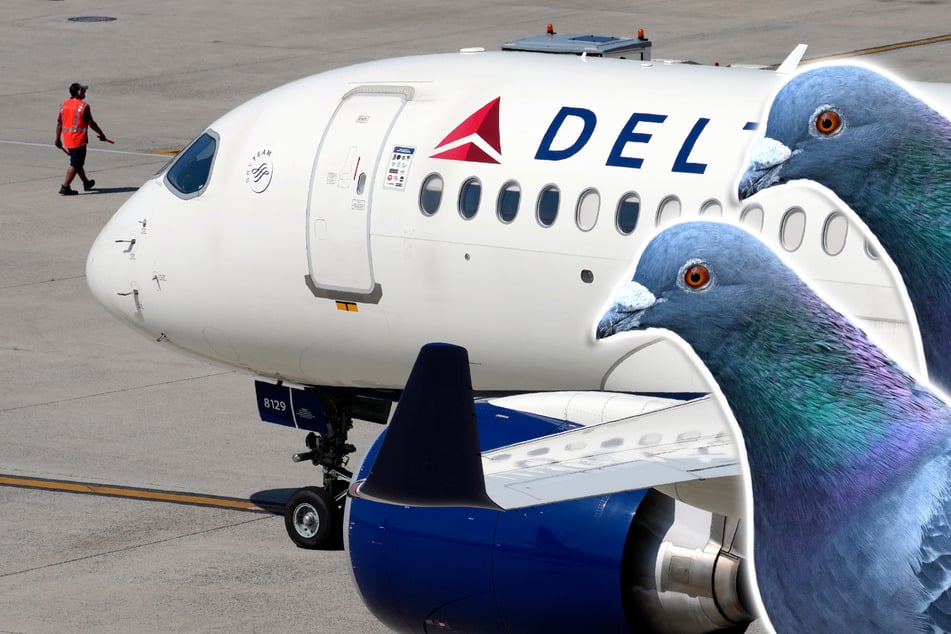 Des pigeons paresseux à bord d'un avion de ligne ralentissent le trafic