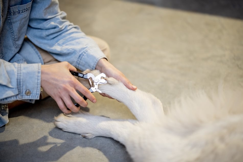 Beim Hund muss die Wolfskralle regelmäßig gekürzt werden, um Verletzungen zu vermeiden.