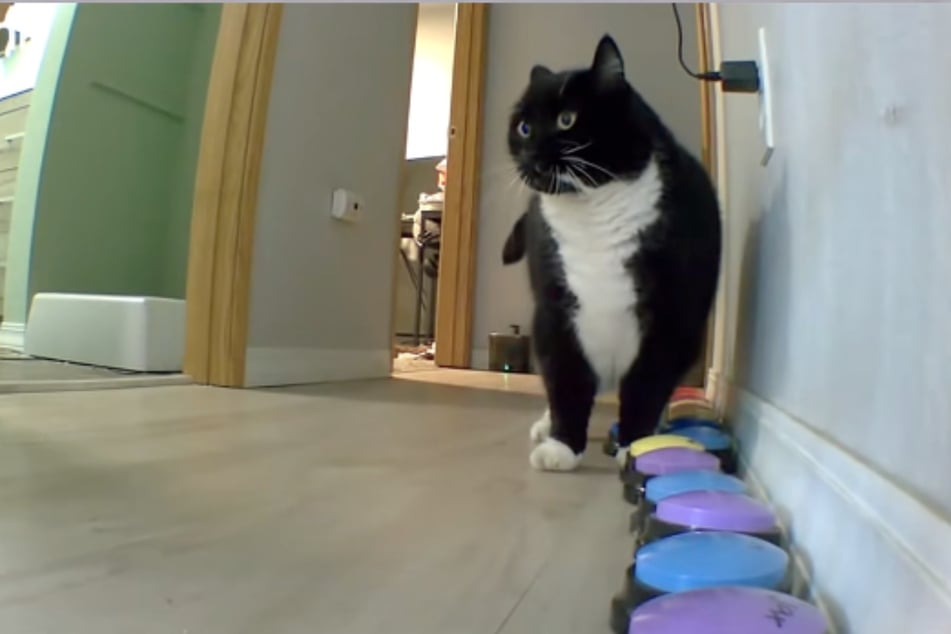 Kater Bjørn kann sich dank sogenannter "Sprech-Tasten" mitteilen. Auf den bunten Buttons ist jeweils ein Wort gespeichert, das beim Drücken ertönt.
