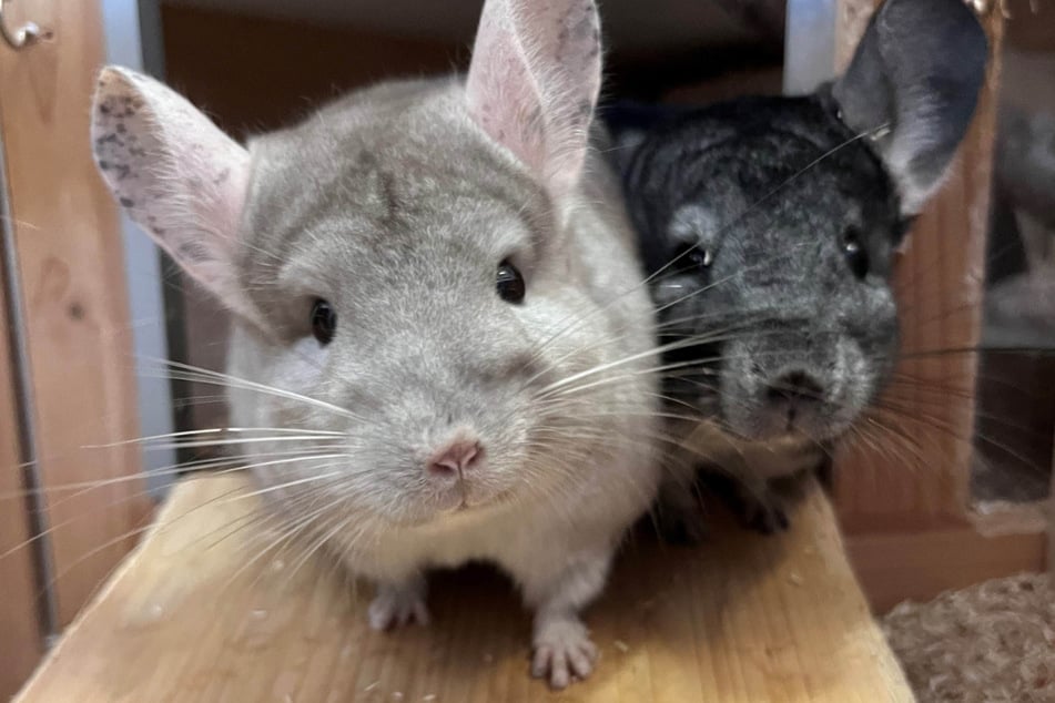Juna (l.) und Buzz haben sich gesucht und gefunden: Jetzt fehlt ihnen nur noch ein passendes Zuhause.