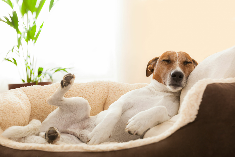 A bed that is in the shape of a nest like can give a dog a sense of security.