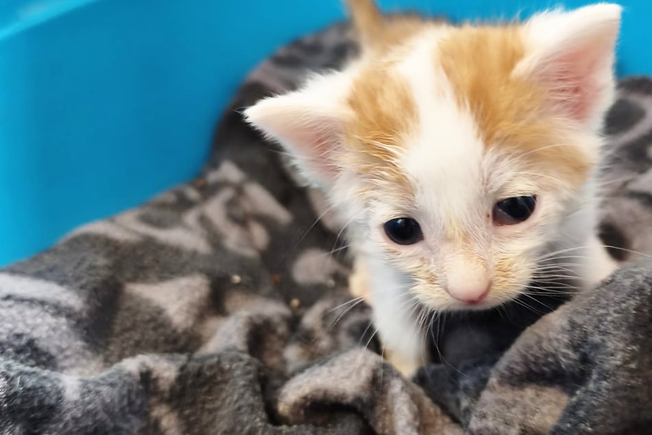 Der Verein "Babyklappe" in Dipperz kümmert sich um verwaiste Hundewelpen und Katzenbabys.