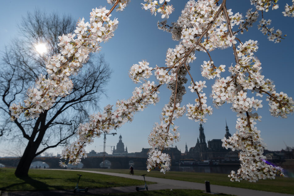 Am Dienstag und Mittwoch zeigt sich der Frühling in Sachsen wieder von seiner besten Seite.