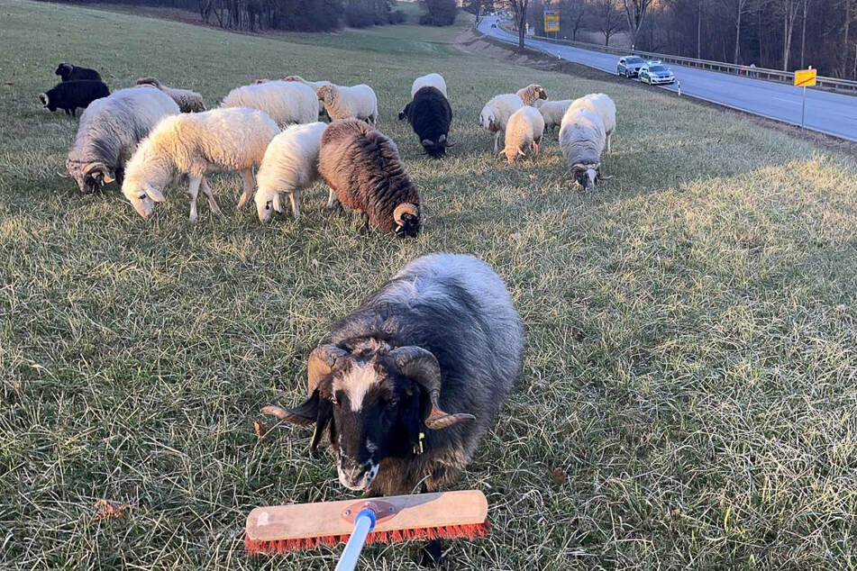 Mit einem Besen versuchten die Einsatzkräfte der Polizei die Schafherde unter Kontrolle zu halten.