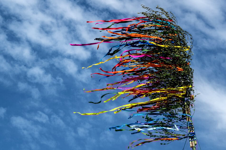 Maibaum-Verkauf startet in NRW: Das müsst ihr dazu wissen