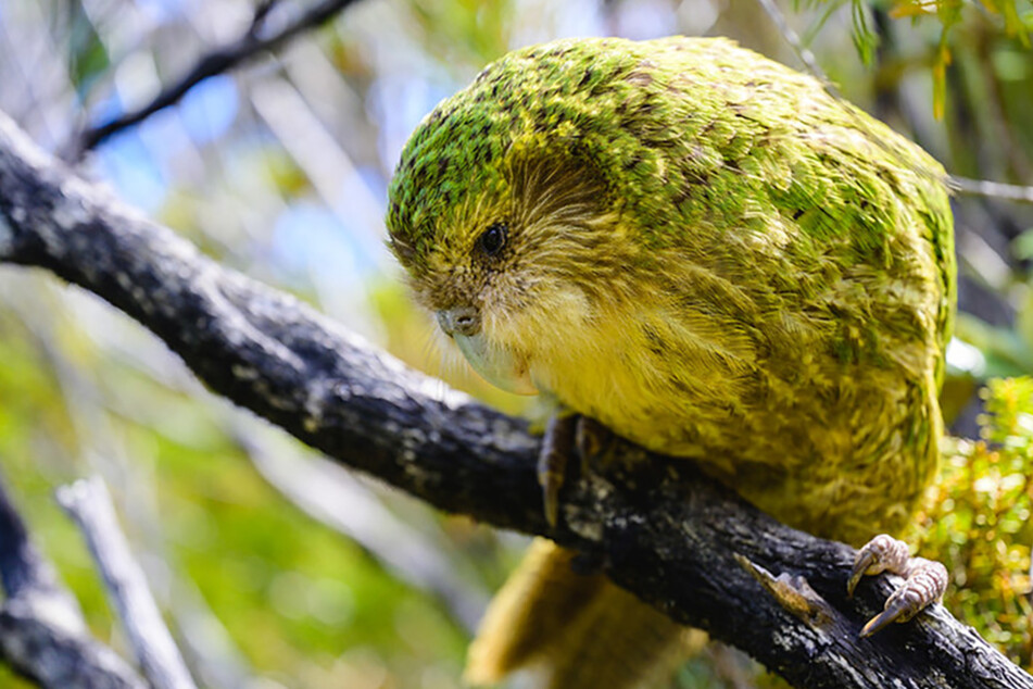 Luft ist nicht das beliebteste Element der Kakapos. Dafür können die Papageien sehr gut klettern.