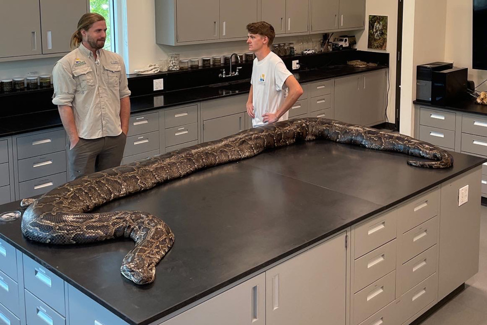 Die Python ist mehr als 5 Meter lang und fast 100 Kilogramm schwer