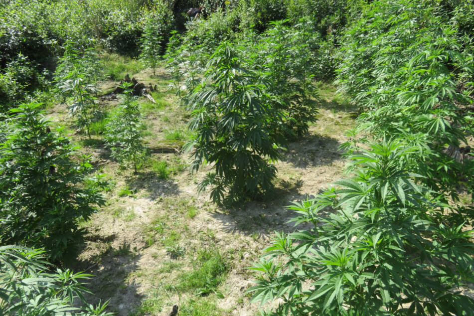 Forstarbeiter traut seinen Augen nicht: Cannabis-Plantage im Wald entdeckt