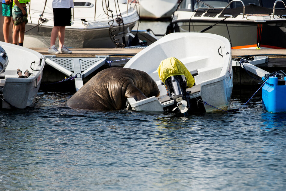 Freya became famous for slipping onto anchored boats and just chilling for a while.