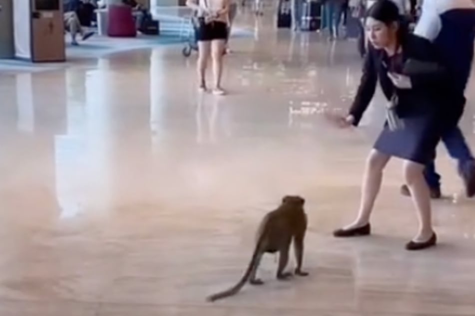 Großes Affentheater am Flughafen! Hier macht eine Frau einem Primaten Beine